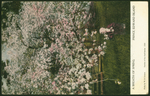A Breath of Spring, Prince Edward Island. 