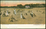 Harvest Scene, Prince Edward Island. 